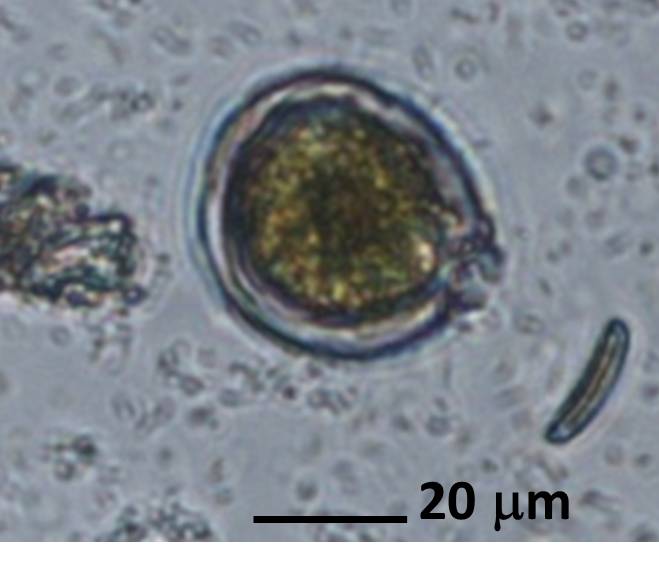 Cellula di Coolia monotis