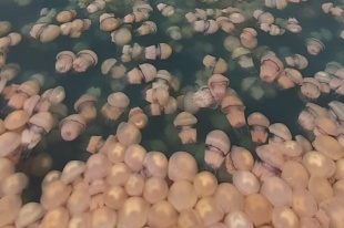 Massiva presenza della medusa Rhizostoma pulmo nelle acque del Golfo di Trieste
