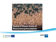 #CASCADE: Massiva presenza della medusa “Polmone di mare” nelle acque del Golfo di Trieste