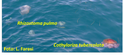 Esemplari di Rhizostoma pulmo e Cothyloriza tubercolata. - Foto Lisa Faresi