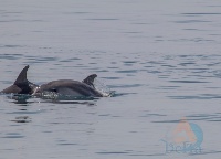 Avvistamento delfini - maggio 2018