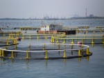 Allevamento di pesci e mitilicolture (sullo sfondo) nel Golfo di Trieste