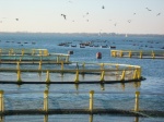 Attività di acquacoltura e mitilicoltura nel golfo di Trieste