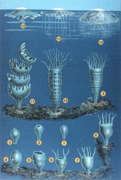 Ciclo vitale delle meduse appartenenti alla classe Scifozoi