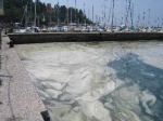 Mucillagini Trieste 2012 foto dal web
