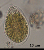 Cellula di Ostreopsis ovata