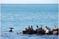 Cormorani sul lungomare di Barcola